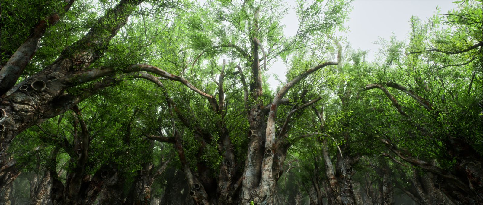 Forest canopy of pale dead trees