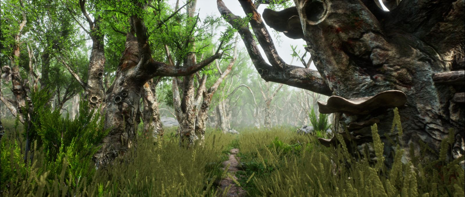 Forest path through dead trees